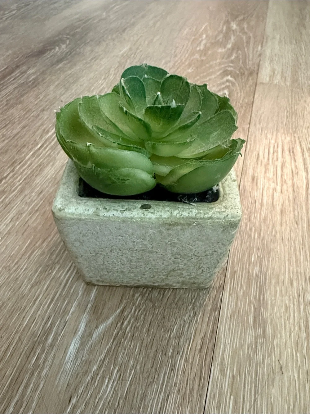 Bundle of 2 Mini Faux Succulents Non Matching Ceramic Pots Kohl's Target 2